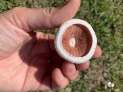 Agaricus campestris