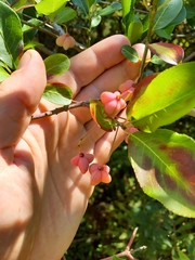Euonymus atropurpureus