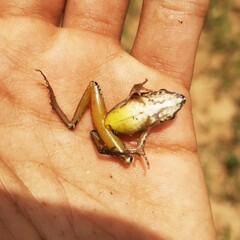 Craugastor metriosistus