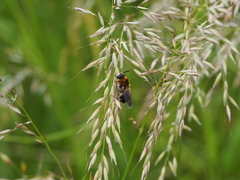 Stratiomys longicornis