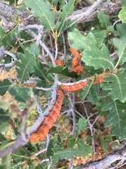 Anisota oslari