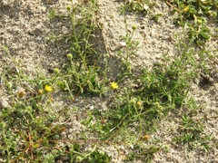 Pulicaria paludosa