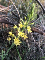 Bulbine