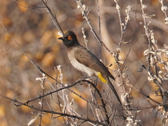 Pycnonotus nigricans