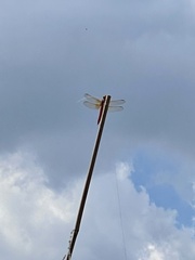 Libellula croceipennis