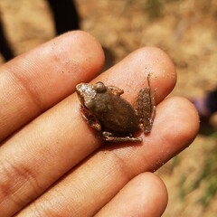 Craugastor metriosistus