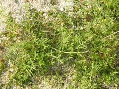 Pulicaria paludosa