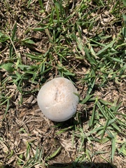 Agaricus campestris