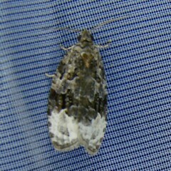 Apotomis betuletana