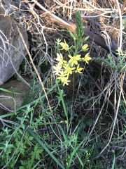 Bulbine