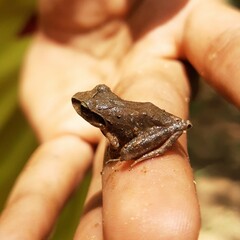 Craugastor metriosistus