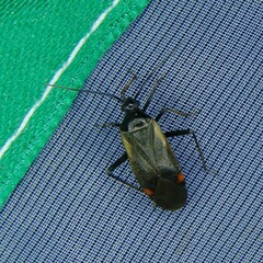 Adelphocoris seticornis