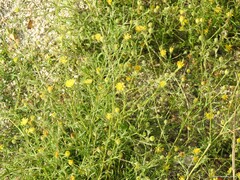 Pulicaria paludosa