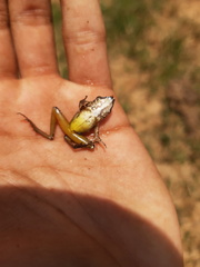 Craugastor metriosistus