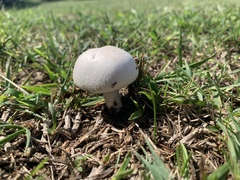 Agaricus campestris