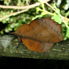 Gastropacha quercifolia