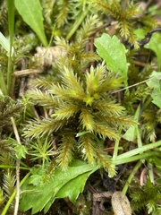 Climacium dendroides