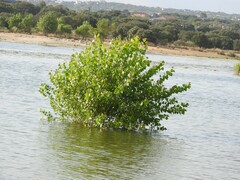 Populus × canescens