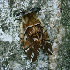 Endromis versicolora