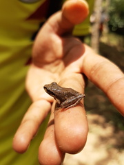 Craugastor metriosistus