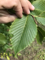 Phyllonorycter argentinotella