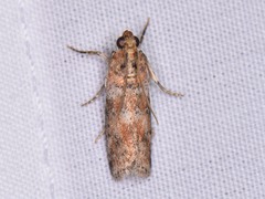 Sciota rubrisparsella