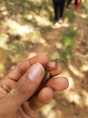 Craugastor metriosistus