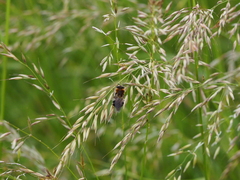 Stratiomys longicornis