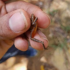 Craugastor metriosistus