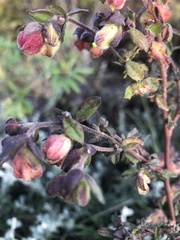 Hermannia hyssopifolia