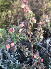 Hermannia hyssopifolia