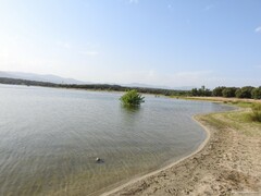 Populus × canescens