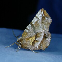 Selenia dentaria