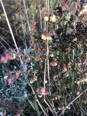 Hermannia hyssopifolia