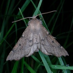 Odontopera bidentata