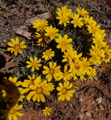 Gazania lichtensteinii