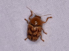 Cryptocephalus fulguratus