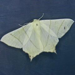 Ourapteryx sambucaria