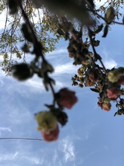 Hermannia hyssopifolia