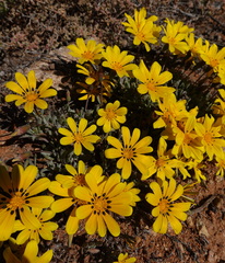 Gazania lichtensteinii
