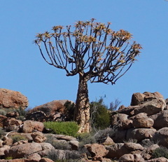 Aloidendron dichotomum