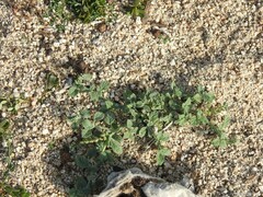 Heliotropium europaeum