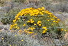 Osteospermum sinuatum