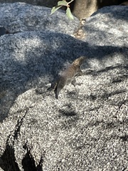 Sceloporus orcutti