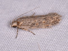 Gelechiini