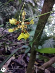 Oncidium