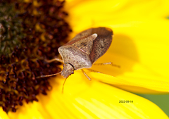 Euschistus servus euschistoides