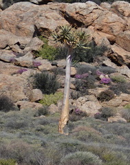 Aloidendron dichotomum