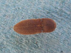 Agrypnus rectangularis