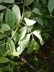 Erysiphe vanbruntiana